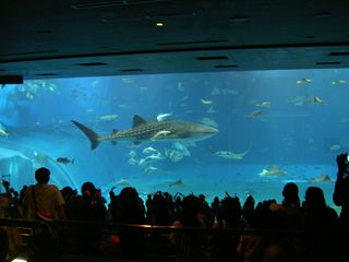 美ら海水族館